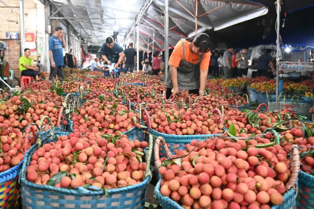在北海合浦县廉东水果批发市场,众多果商前来收购新鲜荔枝.林启波 摄
