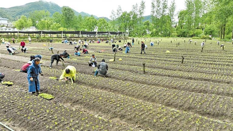 汇川区布政农场山桐子种苗基地,农民在移栽山桐子苗.