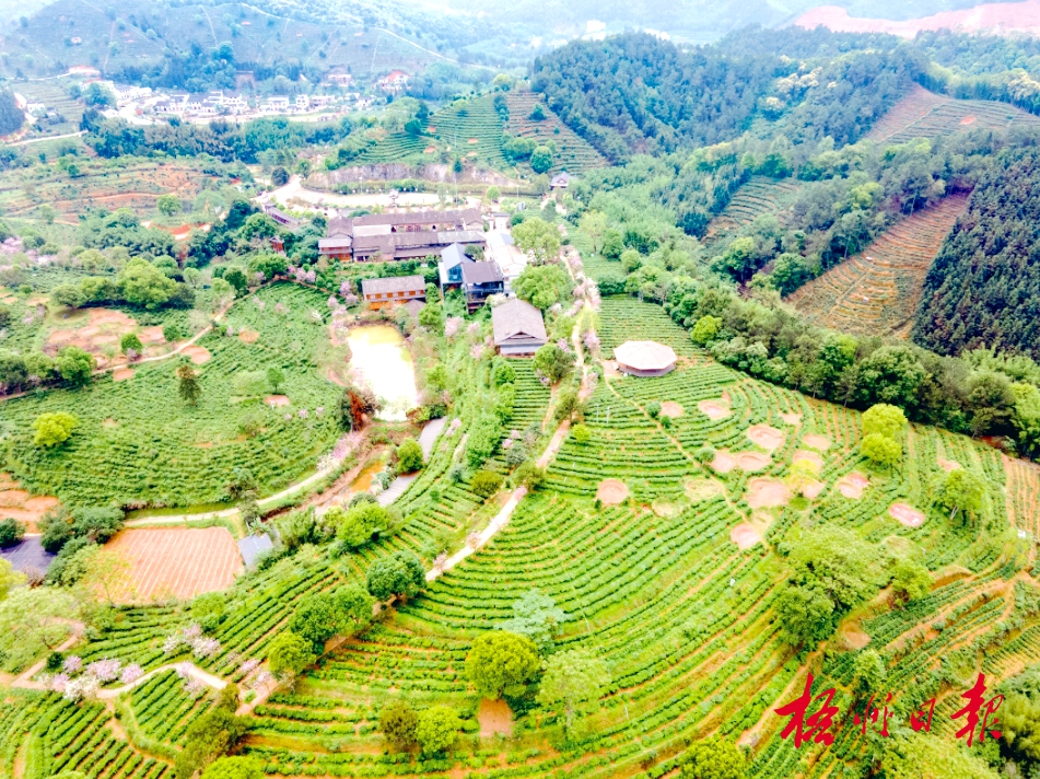 苍松六堡茶厂茶园&nbsp; 陈凡 摄