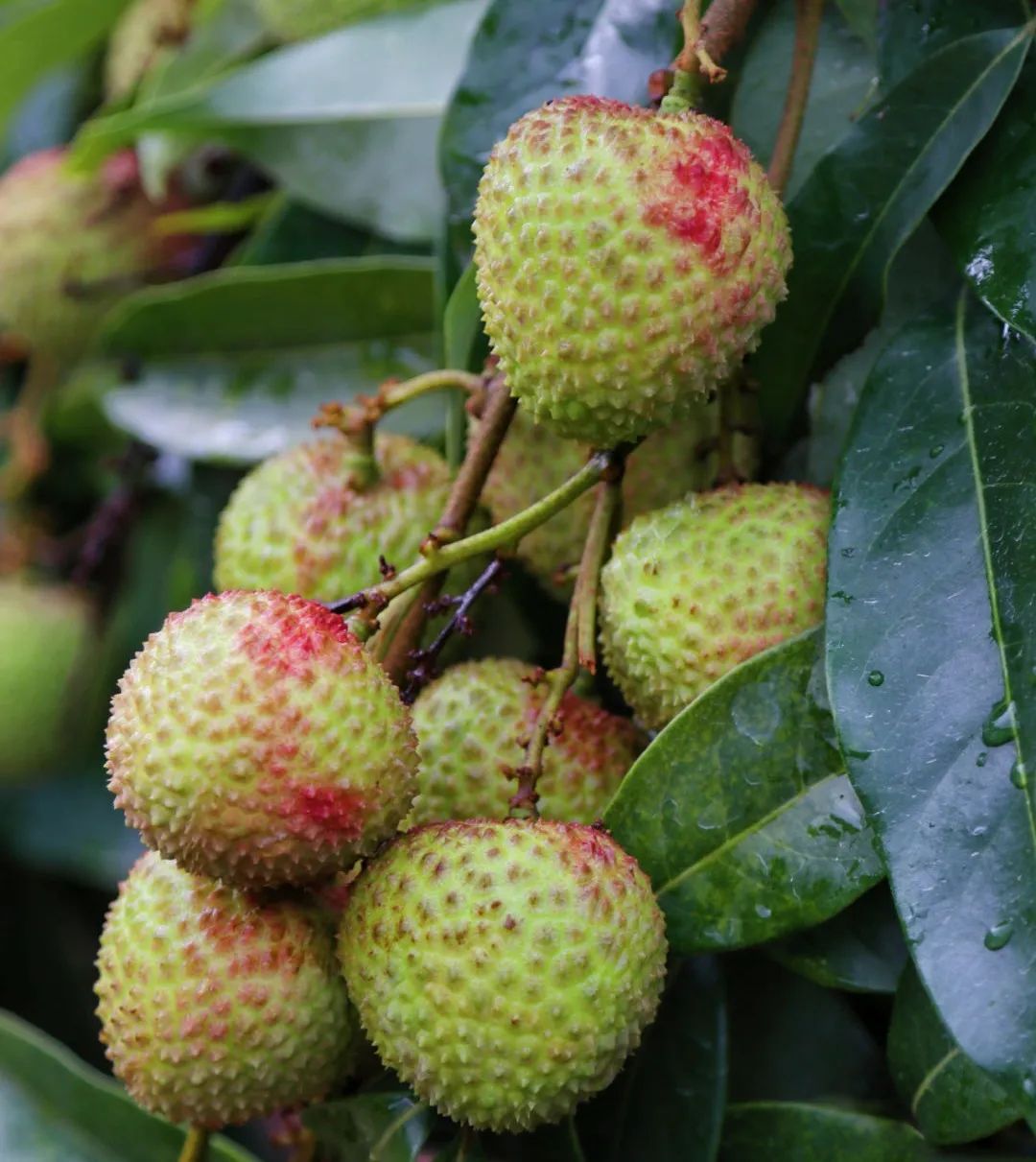 百香果各类水果摆满货架,琳琅满目你都能吃上新鲜,优质的水果在钦州