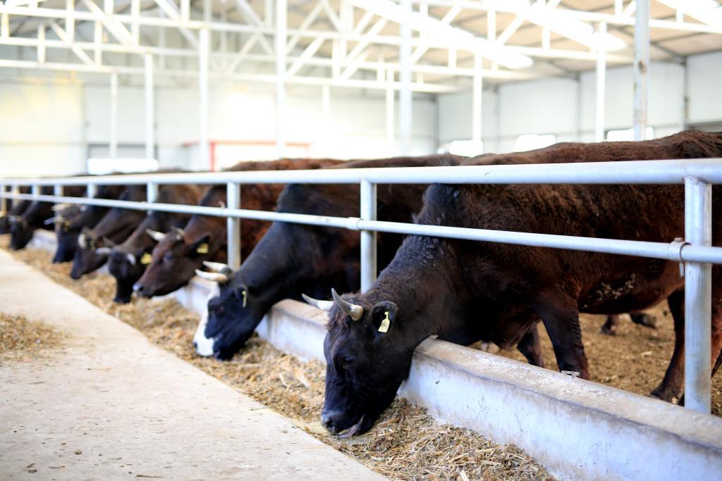 图为山东省滨州市无棣县规模化养殖"渤海黑牛".(受访者供图)