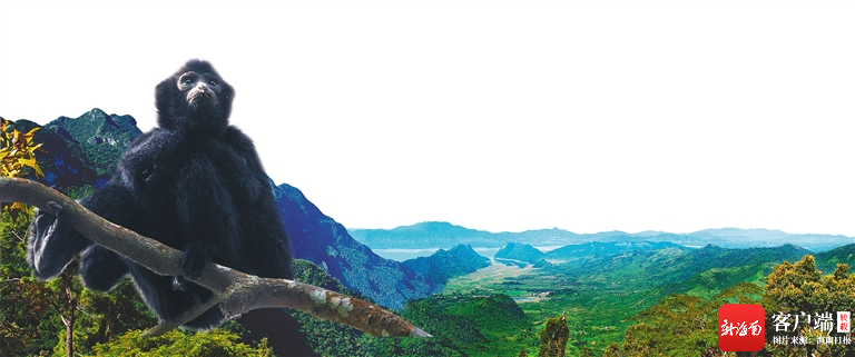 海南热带雨林国家公园霸王岭片区山峦如黛. 黄晶摄