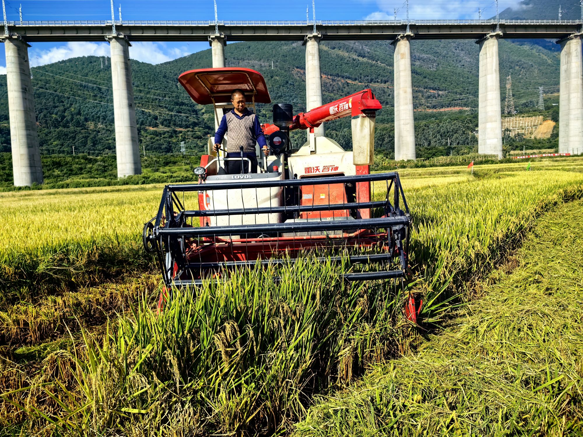 凉山州农业农村局等单位专家,对该中心选育的杂交水稻品种"粒两优8022