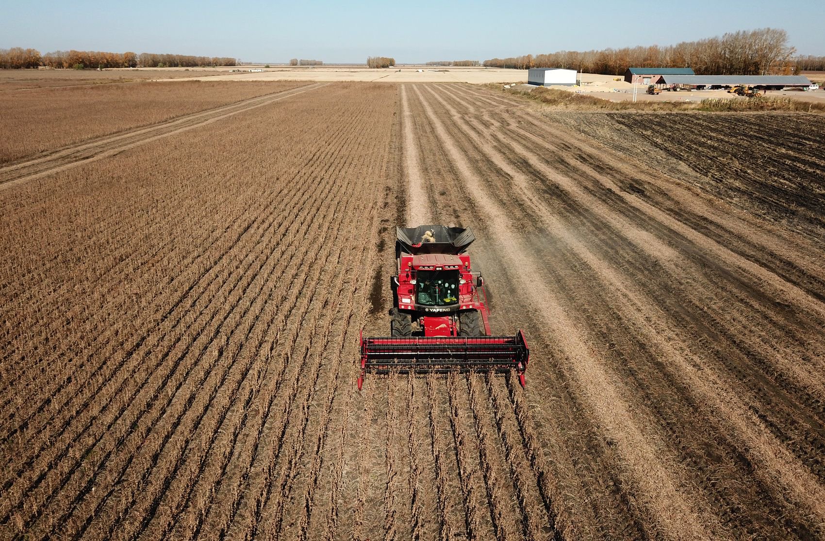 10月11日,收割机在黑龙江省富锦市一大豆地块收获大豆(无人机照片).