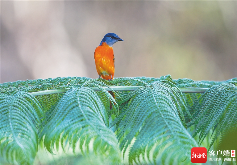 一只雄性灰喉山椒鸟站在海南热带雨林标志性植物桫椤叶片上.