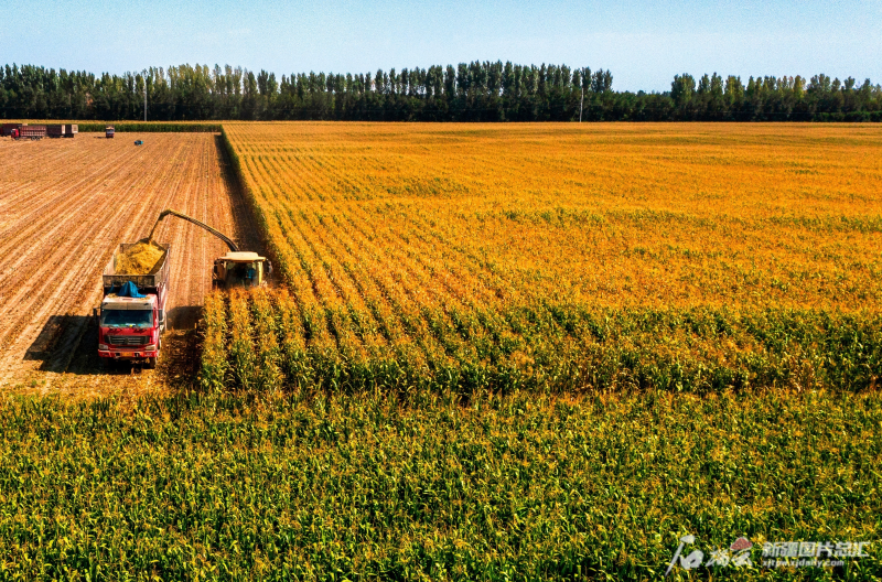 9月20日,克拉玛依国家现代农业示范区内,玉米收割机正在一片农田里