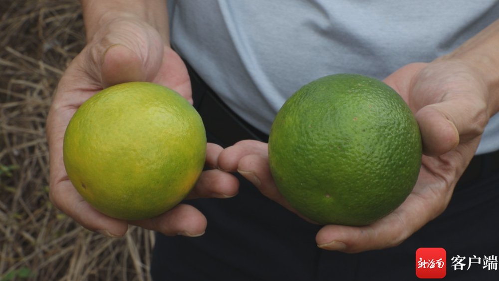 绿橙≠绿色的橙子 琼中绿橙咋辨别真假?_新浪财经_新浪网
