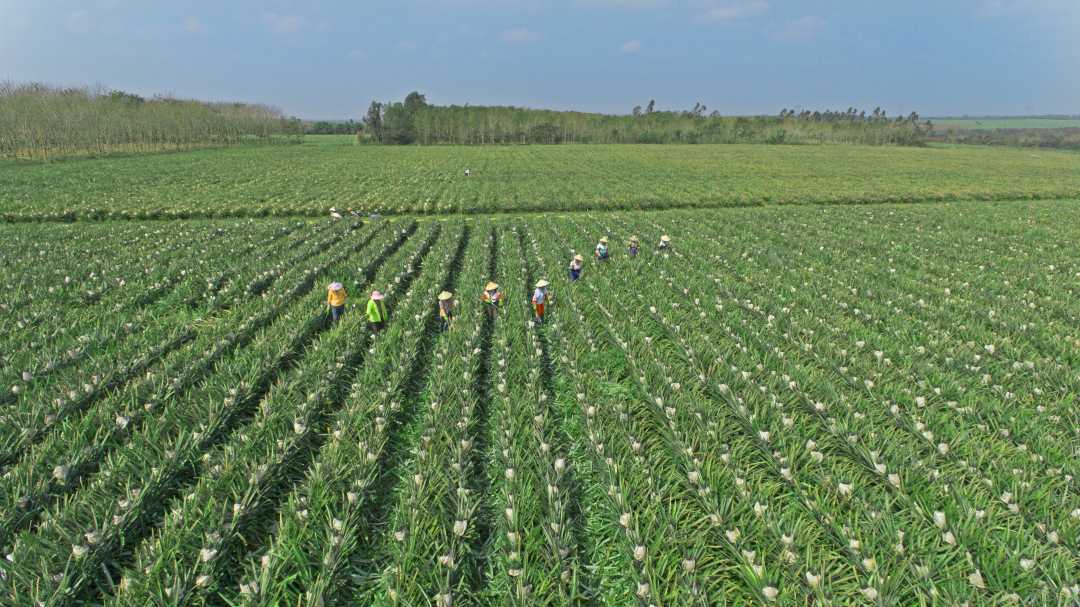 在海南省临高县,天地人公司种植的凤梨喜获丰收.柯志辉摄