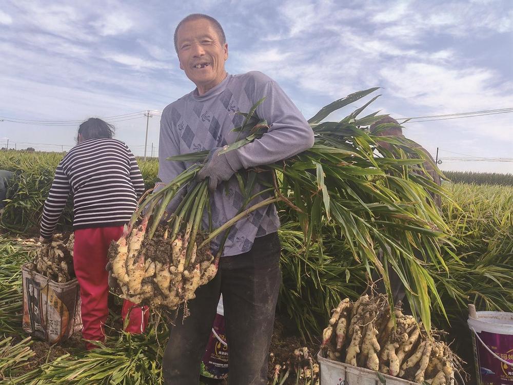 本报讯 (记者梁赞英 通讯员母会丹)"今年生姜亩产可达5000多公斤,每亩