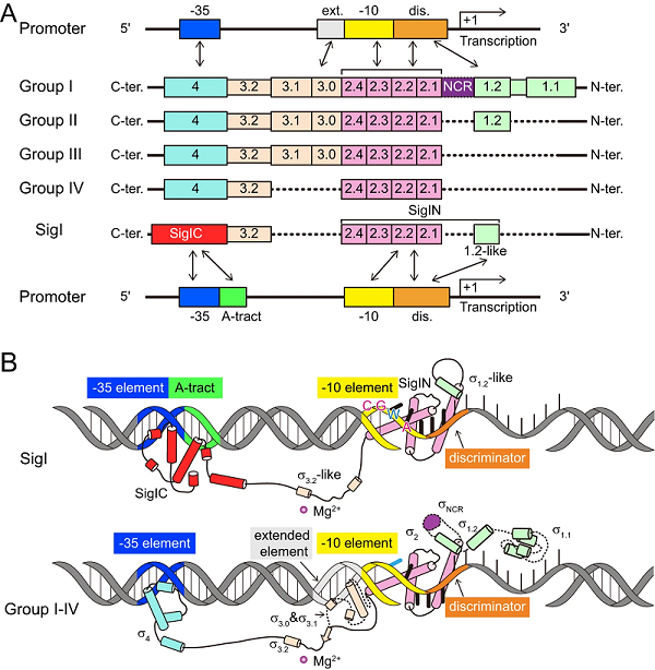 图1：SigI与其它σ因子的启动子识别机制比较示意图