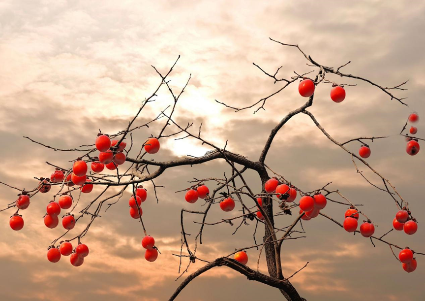 图1 丰收的柿子&nbsp; 图源:taipingyang.com