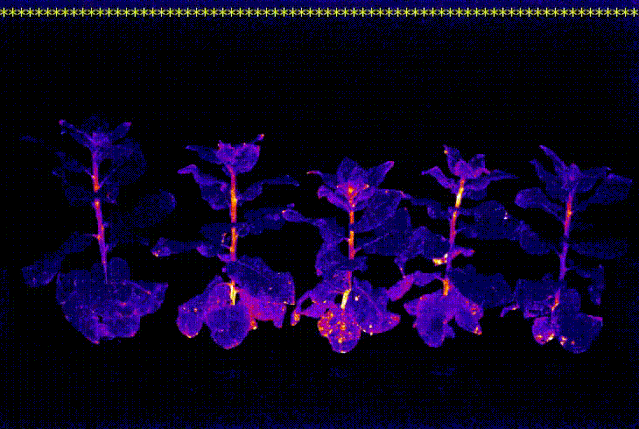 ▲发光植物生长过程（彩色表示发光强度，非实际颜色）图据新华网
