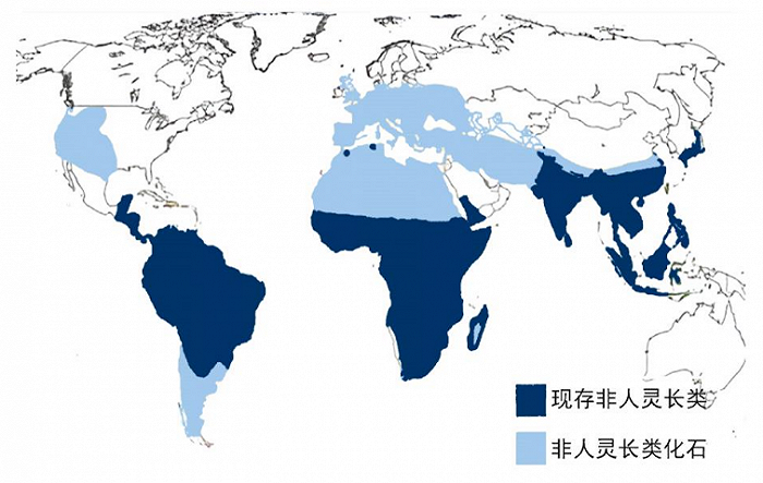 图:世界野生灵长类动物分布,来源:国信证券