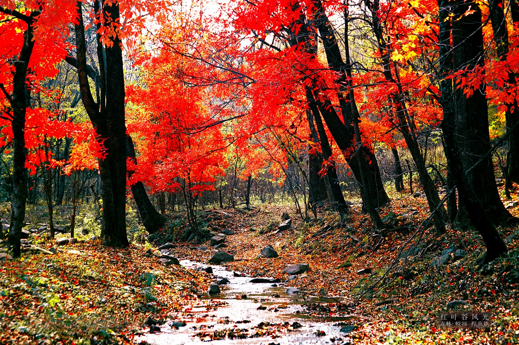 (图为:吉林省蛟河市红叶谷&nbsp; 蛟河市委宣传部提供)