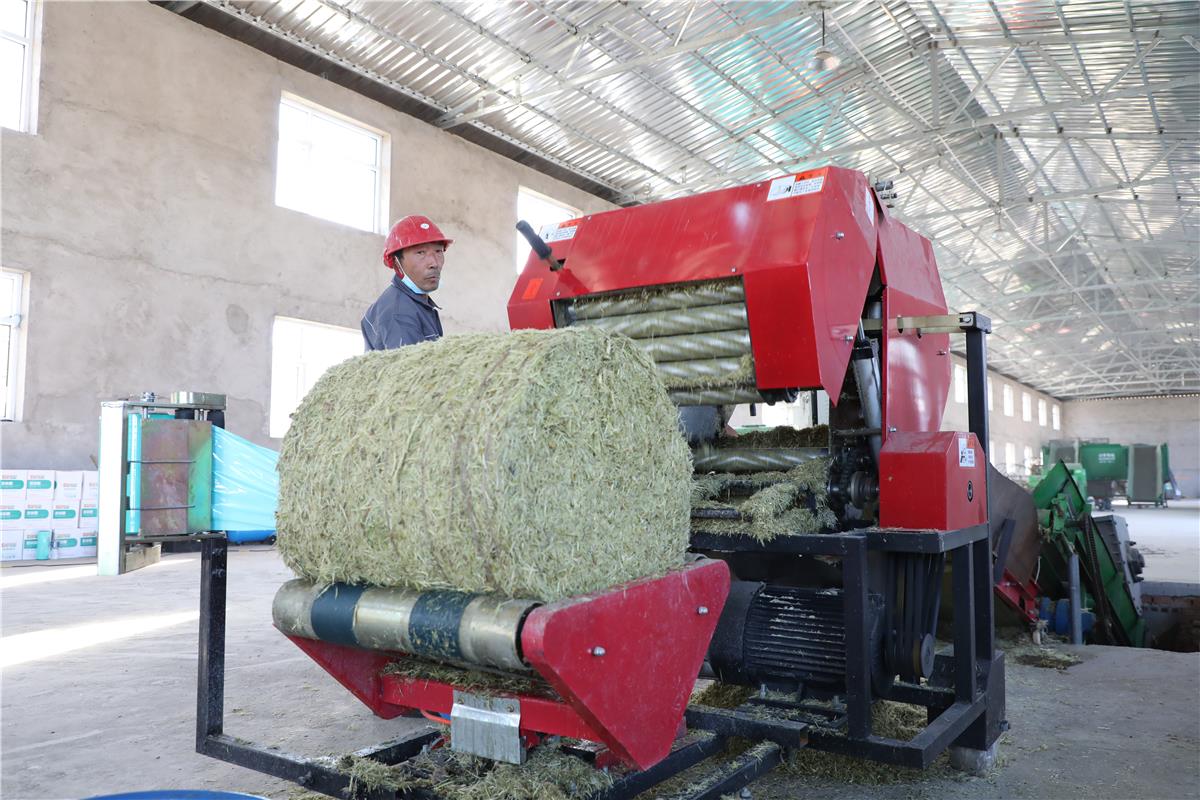 制作柠条青贮饲料包.