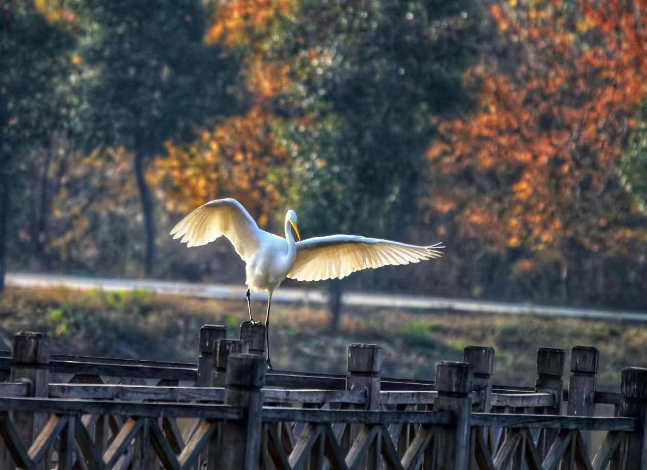 马村区白鹭湖公园内环境优美,吸引不少白鹭在此栖息. 王剑摄