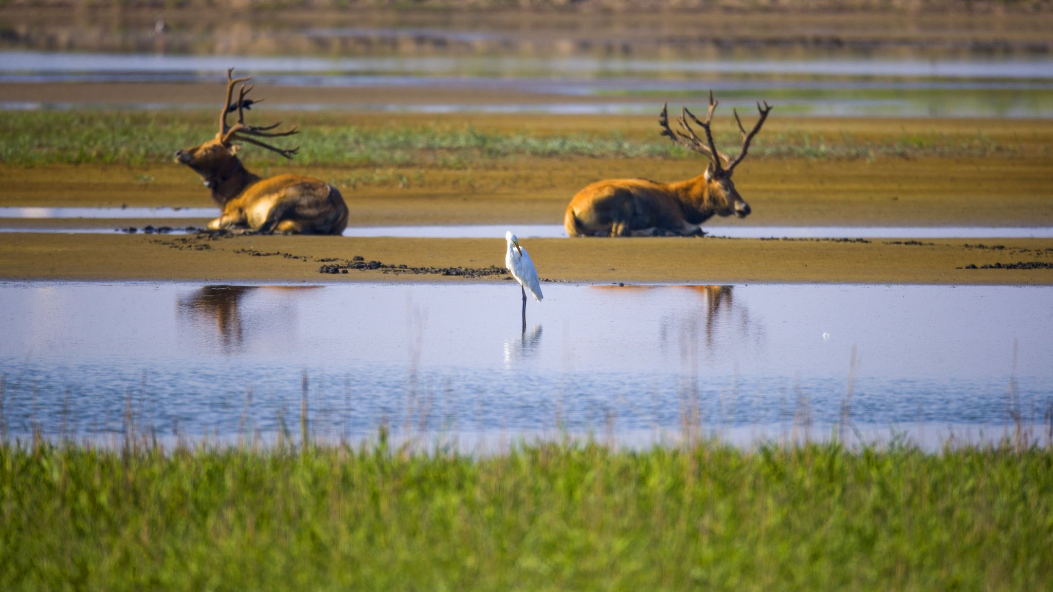 江苏大丰麋鹿国家级自然保护区的麋鹿.