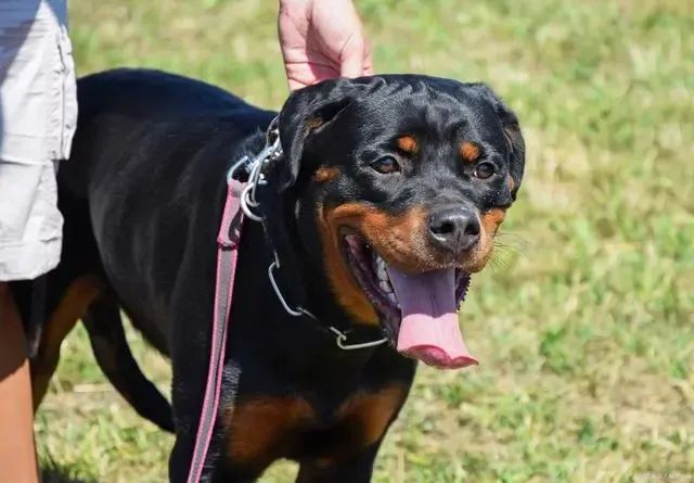 咬合力很大,可能两三人都掰不开它的嘴,3岁的罗威纳犬可以和藏獒相比