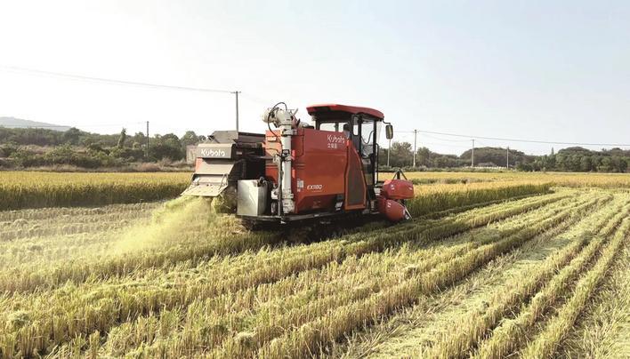 卸完粮的收割机再次驶入稻田. 周迎 摄