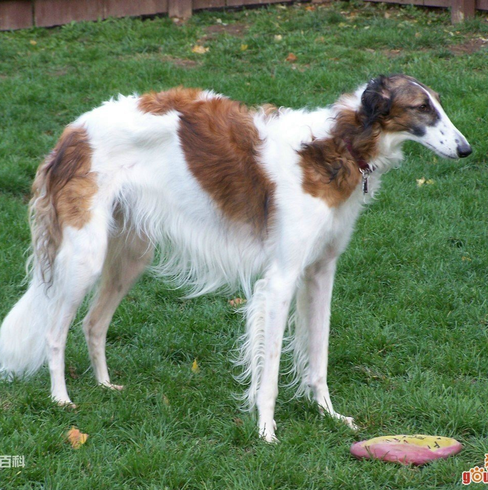 猎狐犬06.猎鹿犬07.威玛猎犬08.波音达猎犬09.贝生吉犬二,工作犬类10.