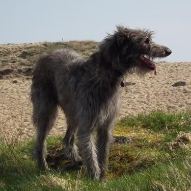 07.威玛猎犬08.波音达猎犬09.贝生吉犬二,工作犬类10.