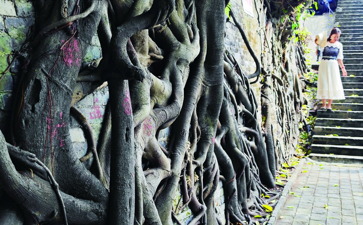 根系与墙面,地面完美融合,形成了一幅幅造型独特的"树根画",成为邕城