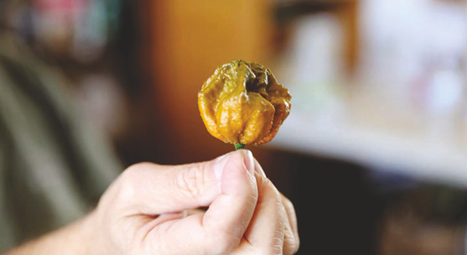 在美国南卡罗来纳州米尔堡,埃德·柯里手持"辣椒x"近日,美国辣椒培育