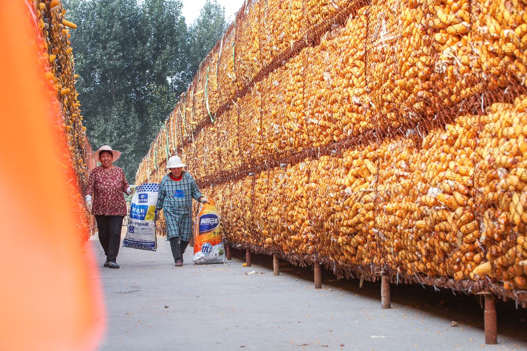 河南博爱努力让秋收玉米颗粒归仓