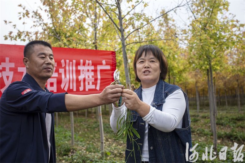 10月19日，农艺师为村民讲解柴胡种植技术。