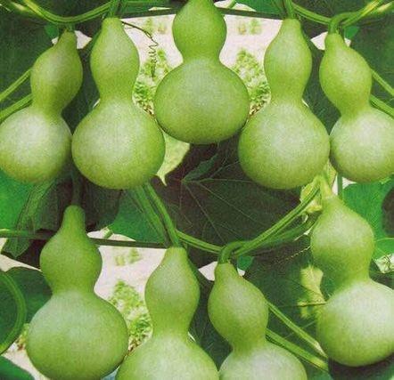 我亲手种出了"宝葫芦"|雄性_新浪财经_新浪网