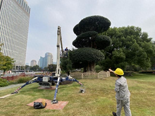 工作人员正在对大白蜡树进行修剪