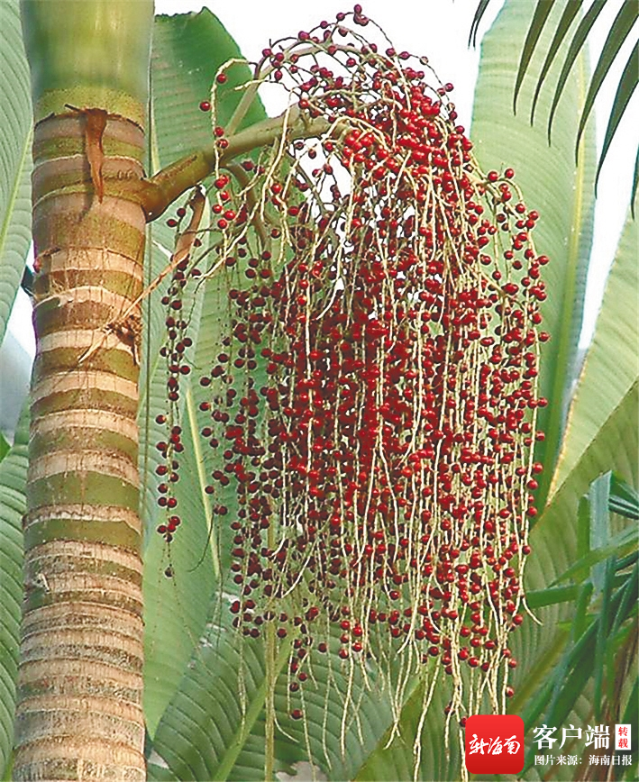 假槟榔的花.资料图