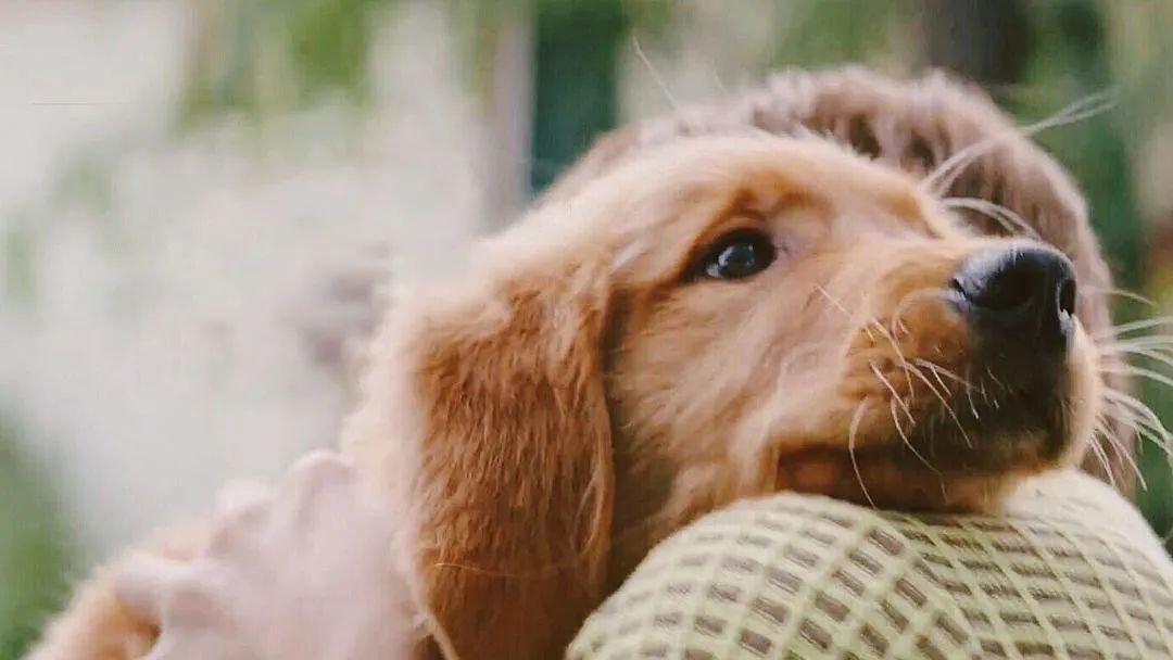 《一条狗的使命》剧照