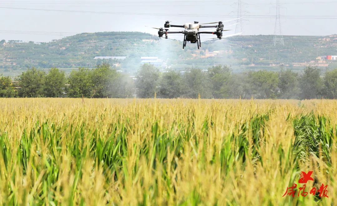 在三原县大程镇西张村玉米地,农用无人机正在进行"一喷多促"作业.