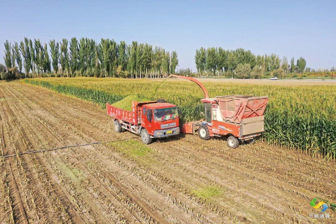 三师图木舒克市各团镇青贮玉米陆续进入收割期