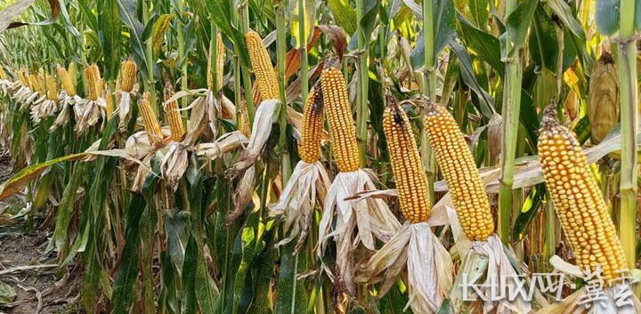 邯郸市魏县爱耕种植专业合作社种植的优质玉米.河北省农业农村厅 供图
