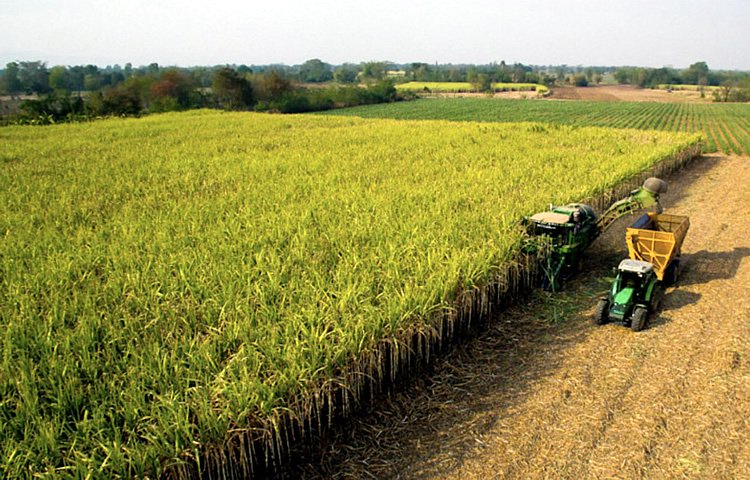 从泰国产量看原糖价格走势 将面临大的转折|农产品_新浪财经_新浪网
