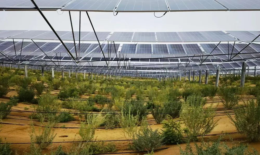 四翅滨藜.张谨&nbsp;摄