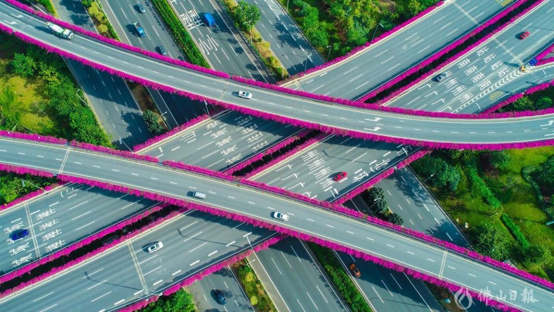 立交桥上的勒杜鹃走在街头,满眼的"红"佛山的霜降时节似乎与众不同当