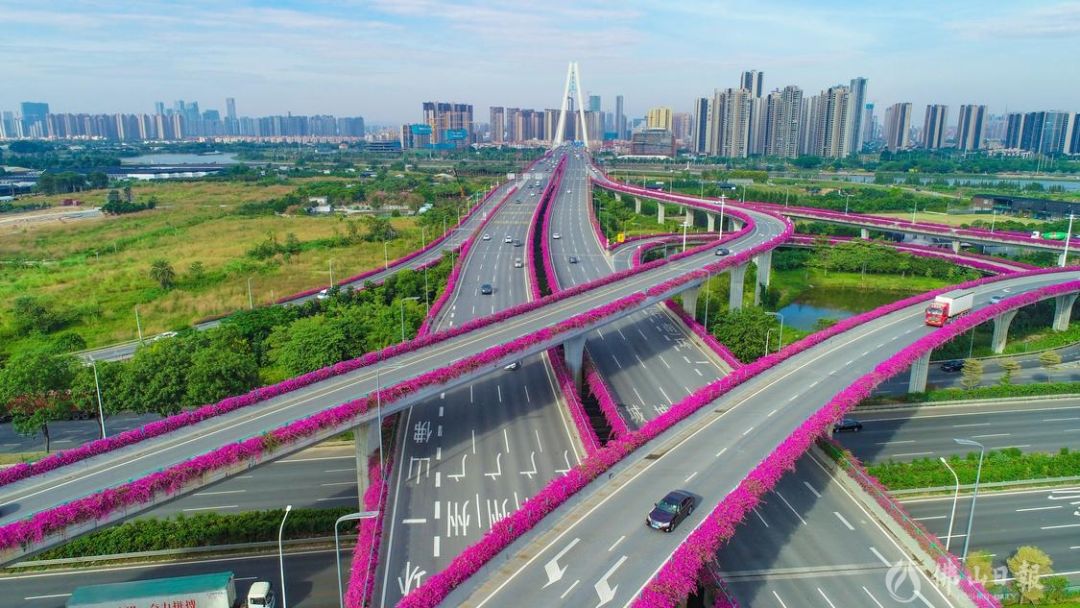 立交桥上的勒杜鹃走在街头,满眼的"红"佛山的霜降时节似乎与众不同当