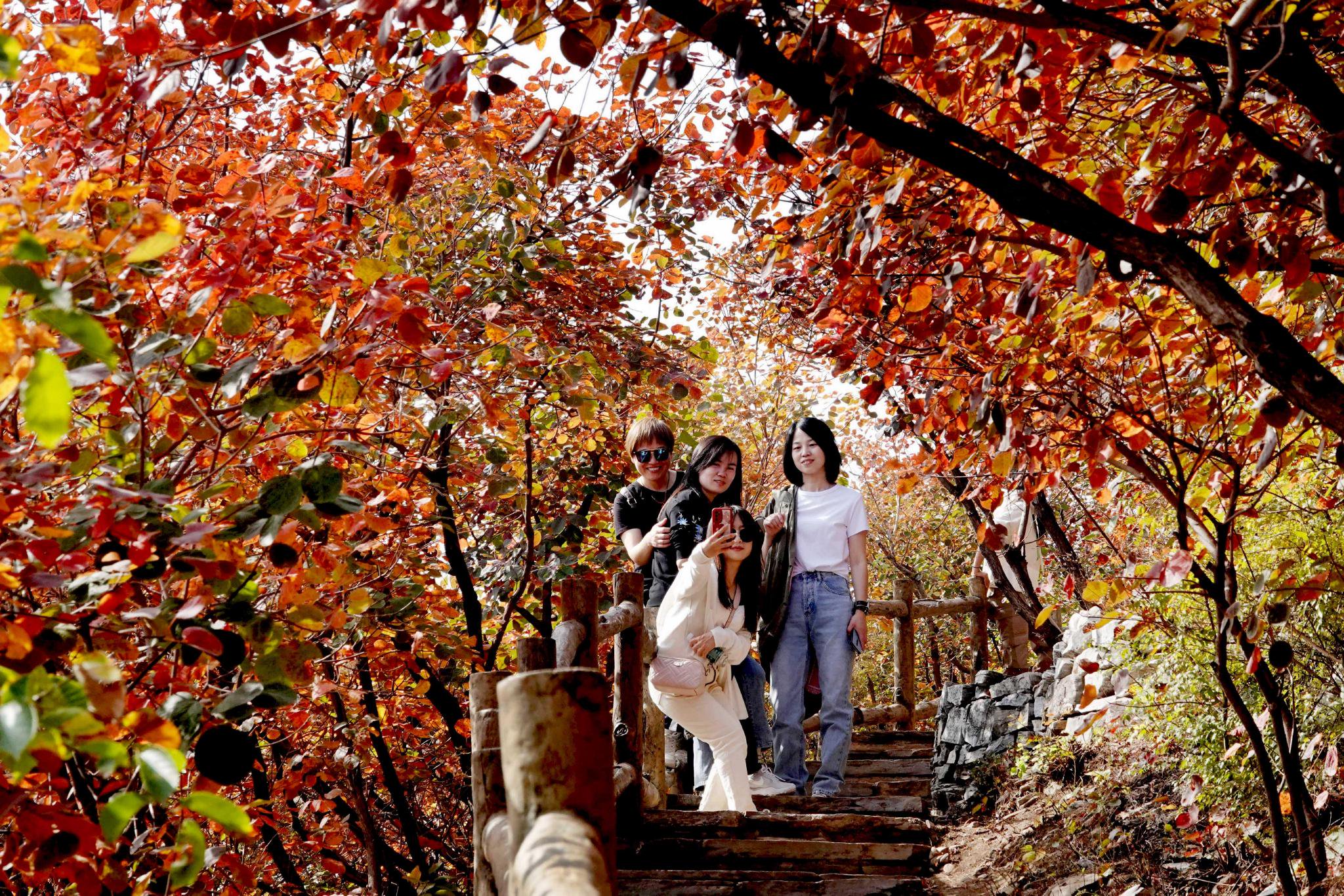 近日,北京市房山区坡峰岭红叶区游人如织,只为来此观赏一年一度的红叶