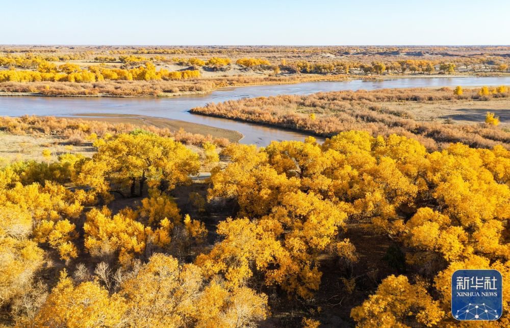 这是黑河岸边的胡杨林(10月24日摄,无人机照片).新华社记者 连振 摄