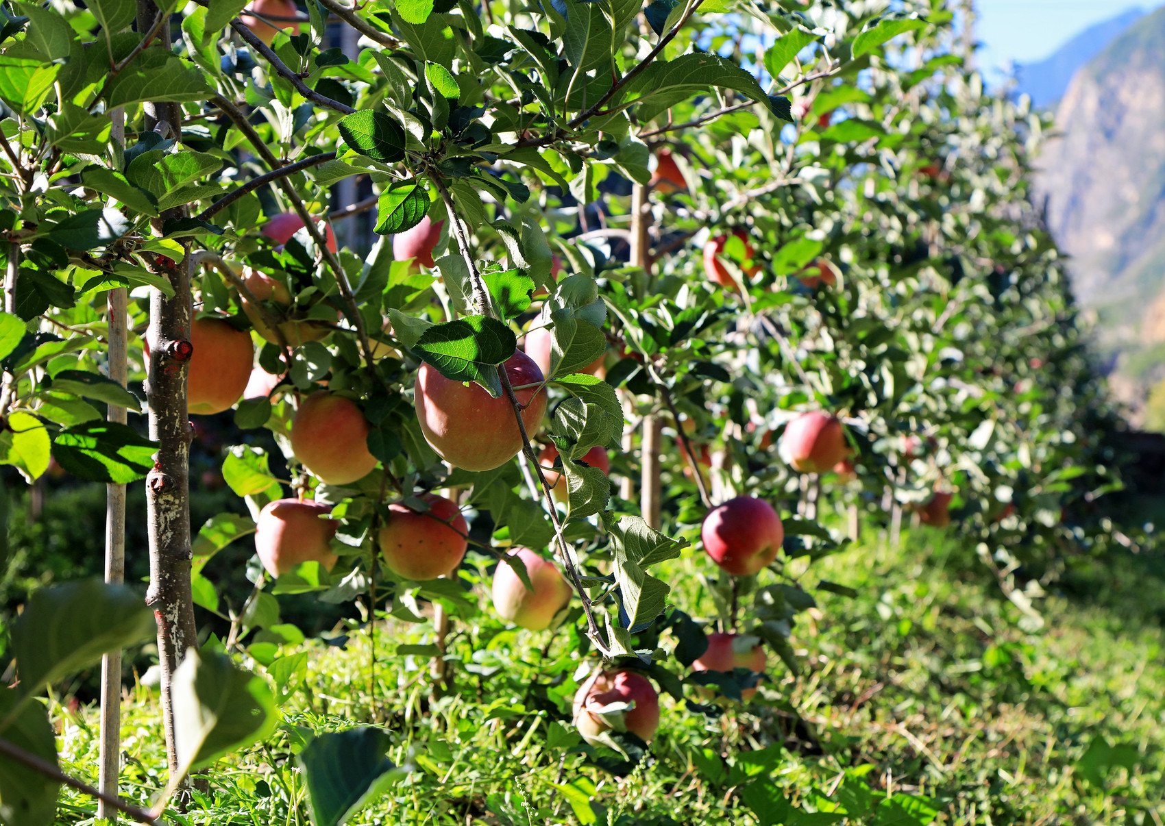 高密纺锤形栽植技术苹果园.