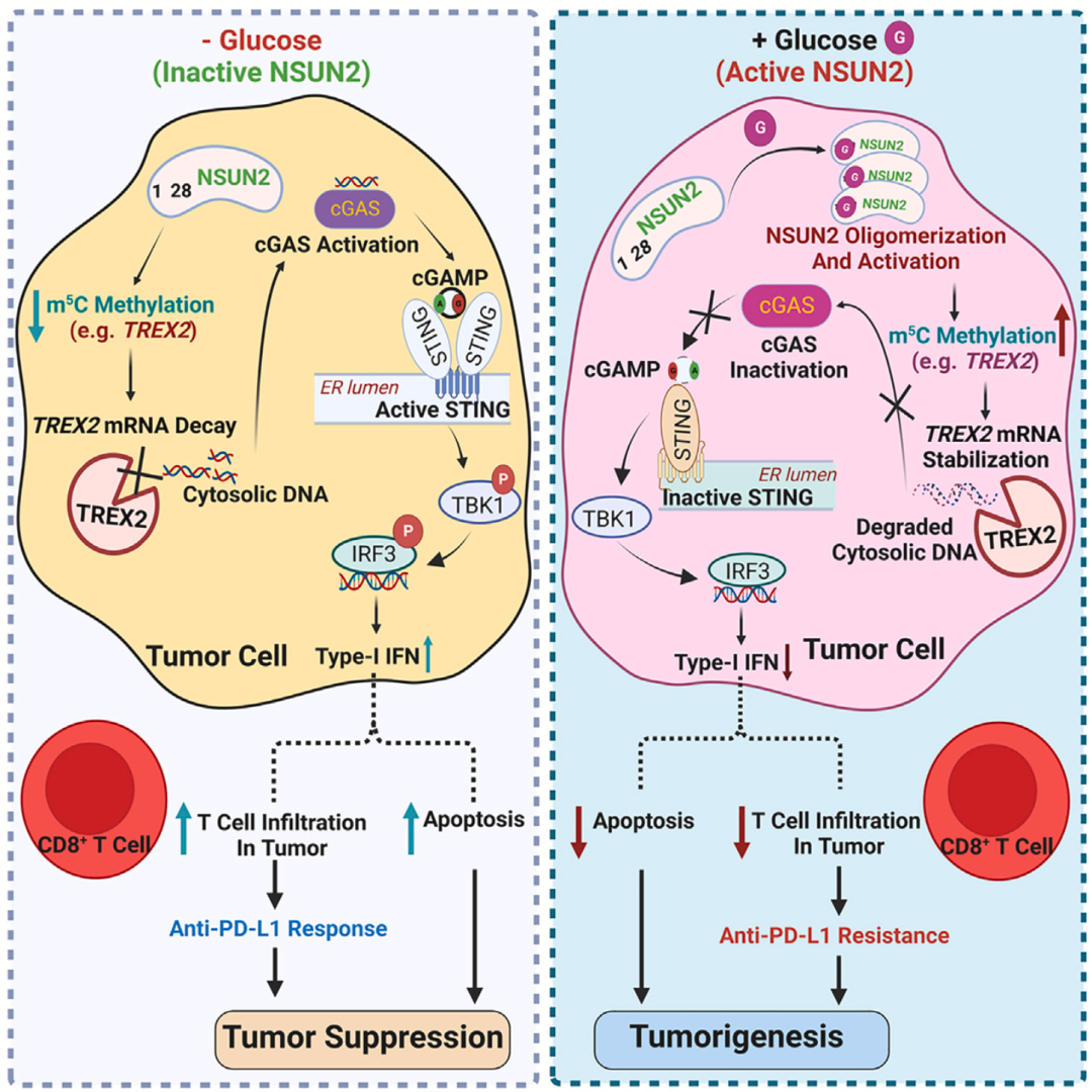 《细胞·代谢》:糖竟能直接促癌!