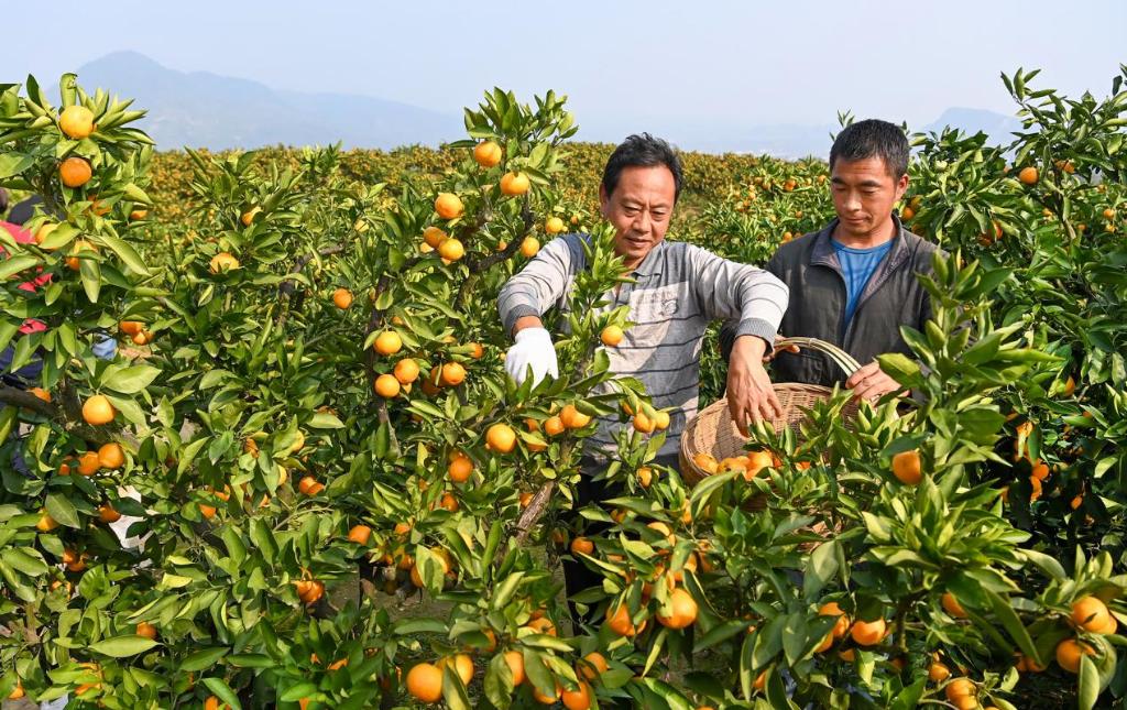 10月24日,汉中市城固县桔园镇桔农张小钢(左)在自家桔园采摘柑桔.