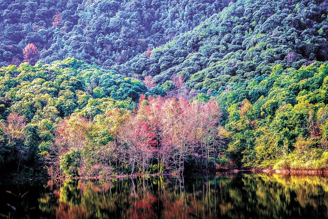 江西省信丰县金盆山彩色森林(邱国伟 摄)