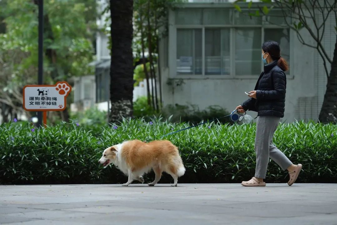 一位居民牵着狗绳在遛狗 / 图源 视觉中国