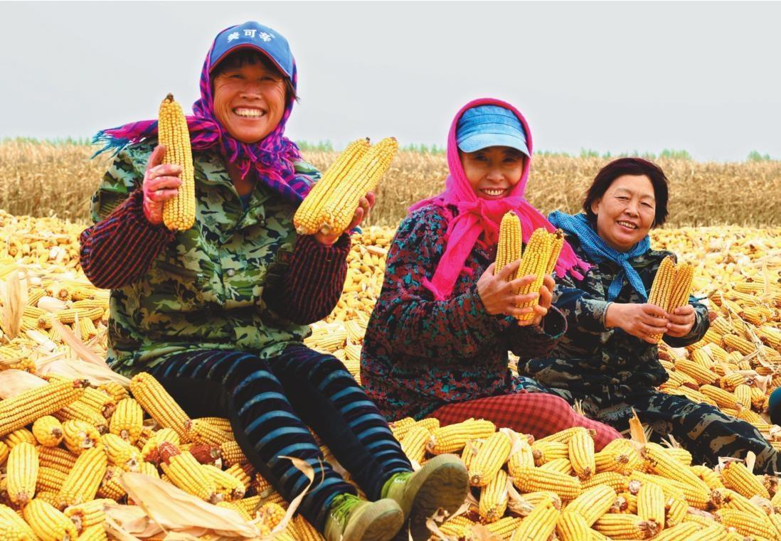 ④铁岭市昌图县阳宇合作社玉米迎来大丰收,农民围坐在玉米堆上,脸上