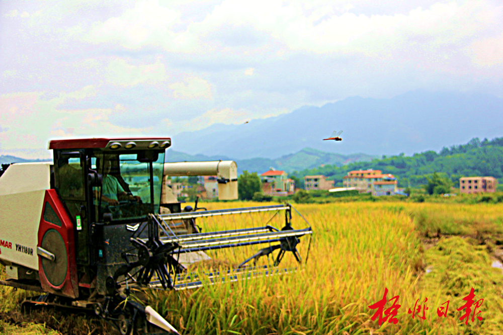 蒙山县新圩镇双垌村水稻收割.江永录 摄(资料图)