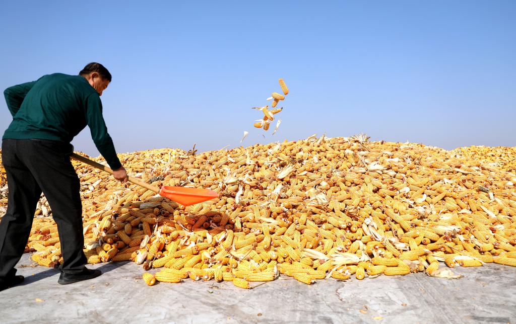 10月12日,一名工人在辽宁省昌图县一处粮场内整理刚刚卸下的玉米.
